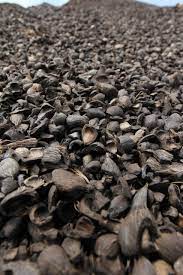 Palm kernel shell
